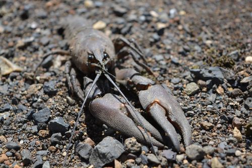 Crayfish Craze! Session 2